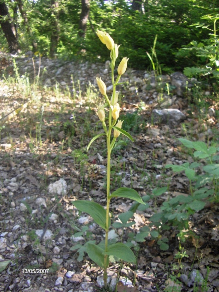 Cephalanthera damasonium, Orchis italica